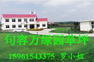 大批量供应百慕大与黑麦草混播草坪 低价图3