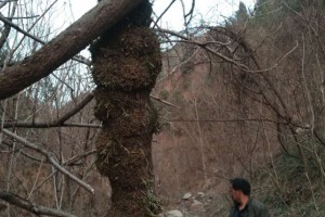 优质上等崖柏原木手串料，侧柏，玻柏，土柏新料，生料图2