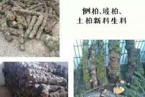 优质上等崖柏原木手串料，侧柏，玻柏，土柏新料，生料图3