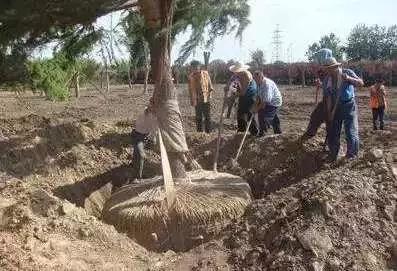 夏季移栽苗木的种植土必须保证土质肥沃疏松