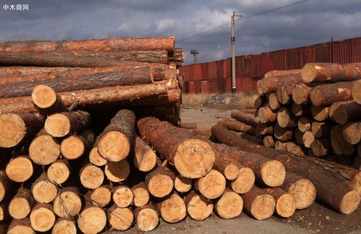 在俄罗斯从事木材采伐应注意的问题