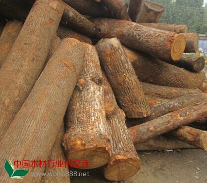 供应缅甸进口香樟木原木批发