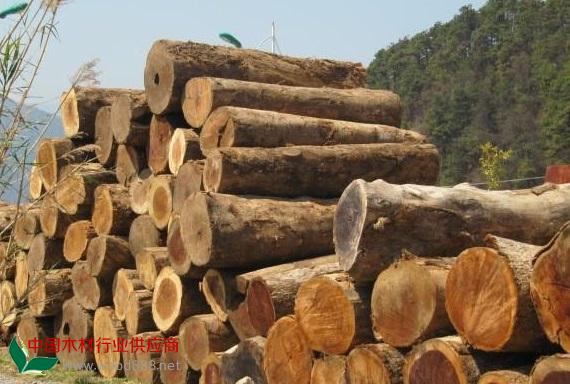 低价供应缅甸进口香樟木原木批发价格