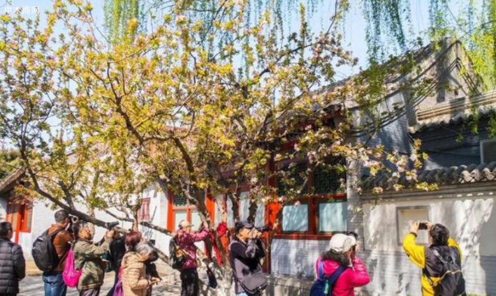 北京元大都遗址公园，海棠初绽，不少市民前来踏青赏景