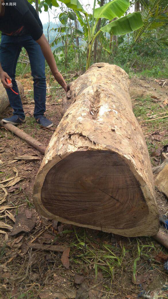 正宗印尼黑酸枝，印尼阔叶黄檀原木生产视频
