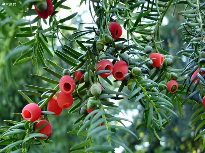 如何栽培红豆杉？