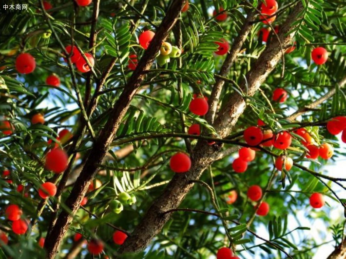 红豆杉栽培对阳光的要求