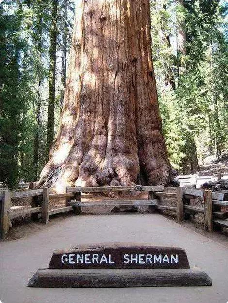 这颗被称为世界上最大的树