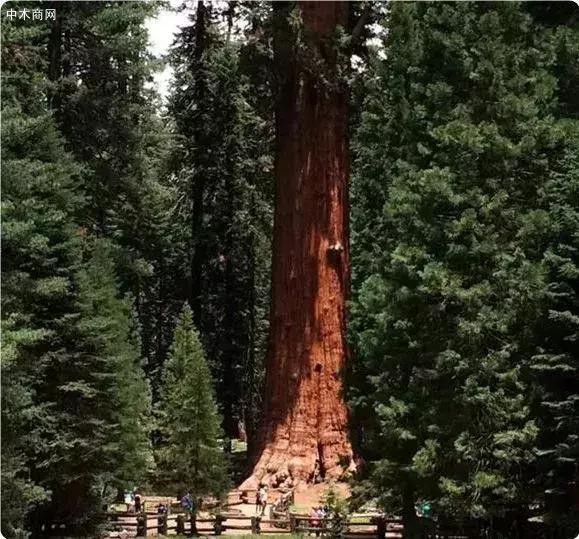 全球最大的树：它的木材够盖40多栋房子！