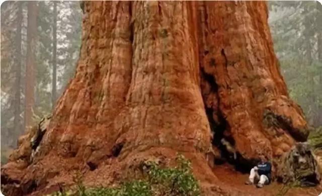 这颗被称为世界上最大的树，就位于美国加利福尼亚州
