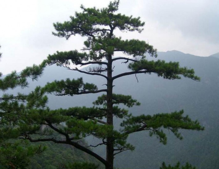 长白松林是非常特殊的森林生态系统类型