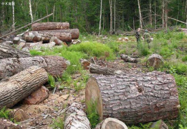 世界自然基金会称每年有超过20000平方英里的森林被非法砍伐