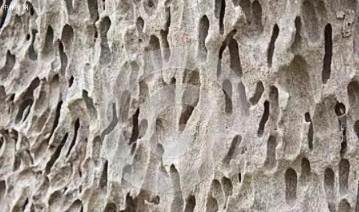 褐腐是指褐腐菌破坏细胞壁产生的褐色腐朽
