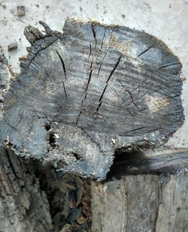 有幸在河道工地捡到一根直径50厘米粗的乌木