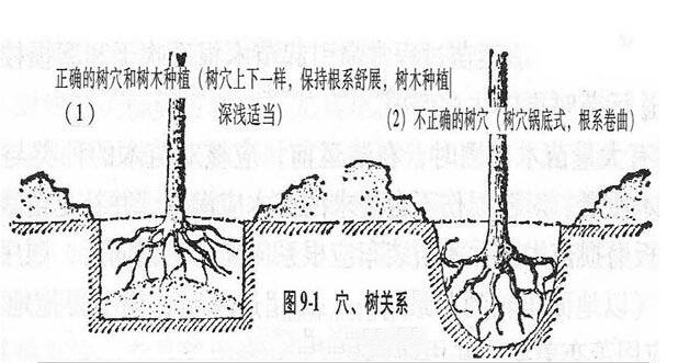 【2】夏季栽植