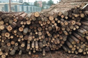 四川建明木业木材市场--柳杉原木高清图片