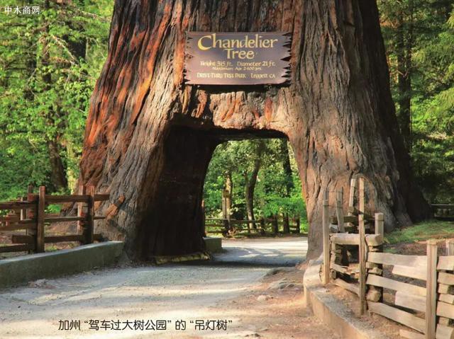 人们可以在红木国家公园