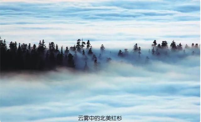 北美红杉比较喜欢潮湿的生存环境