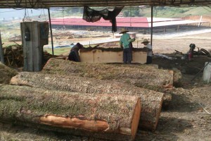 安徽大通依法取缔木材加工厂