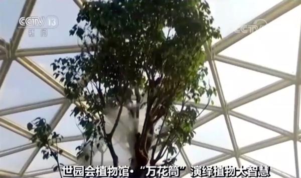 最高的植物——19米高的青果榕