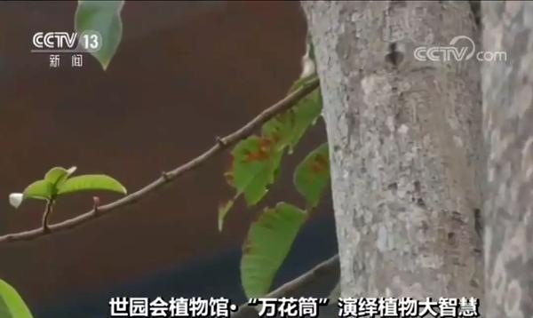 植物除了自己想办法适应环境活下去