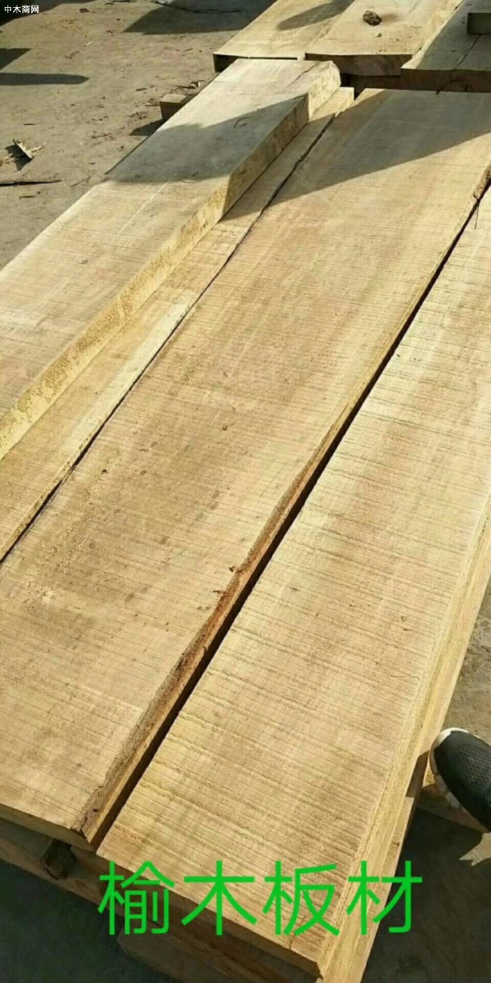 榆木白椿木烘干板材