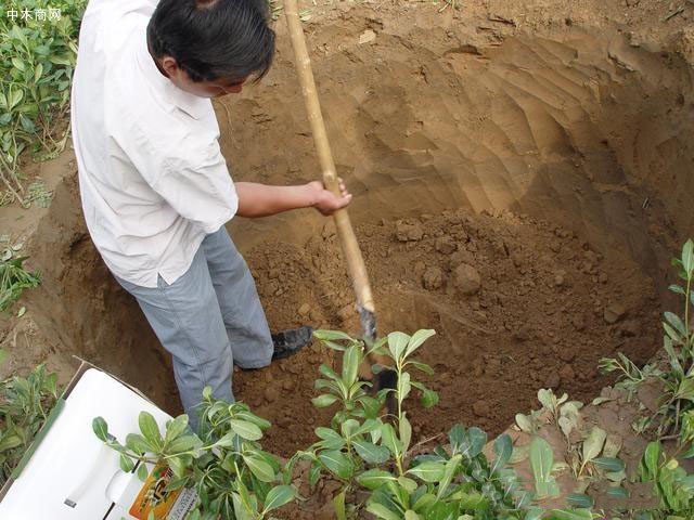 栽植穴挖掘过浅