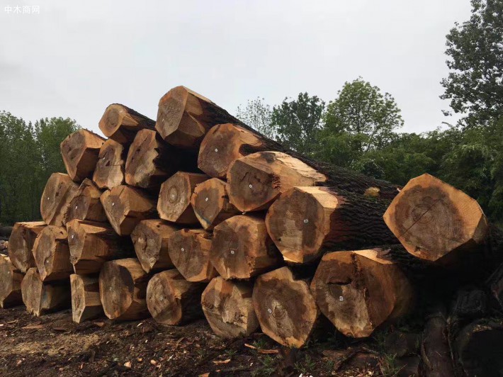 欧洲比利时杨木原木最新品牌