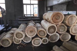 欧洲比利时杨木原木最新价格图3