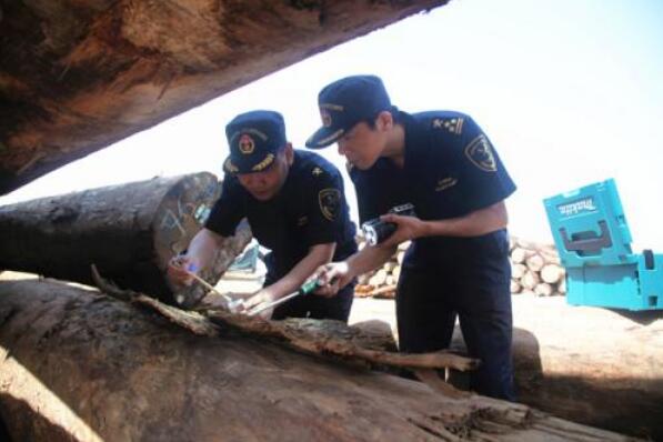 成都海关从进口木材中查获有害生物