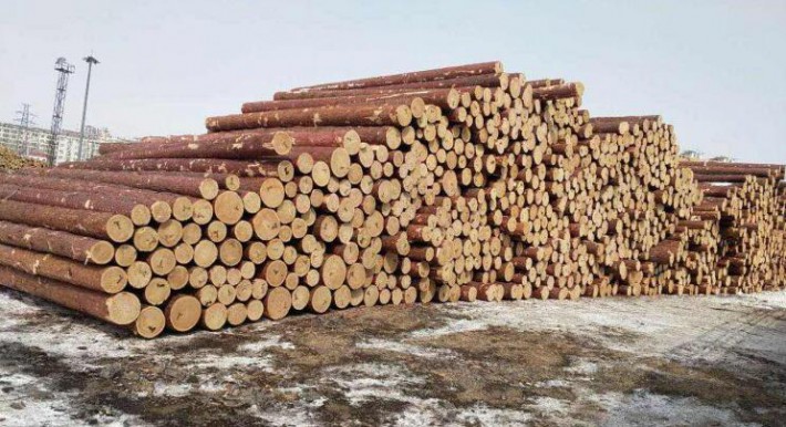 俄向青白江国际木材交易中心出口木材总量超过35%