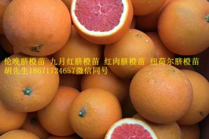 红肉脐橙苗血橙苗卡拉红肉脐橙苗大量出售图3