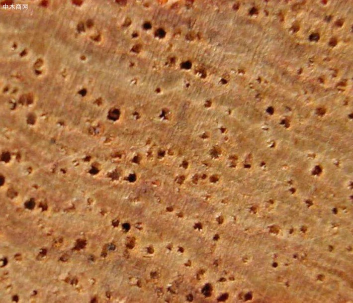 阔叶树材的导管在横切面上呈孔穴状称为管孔