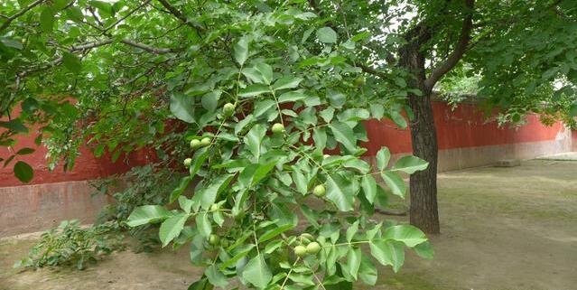 据中木商网陈昌文观察，核桃树长到第4年就已经枝叶很茂盛