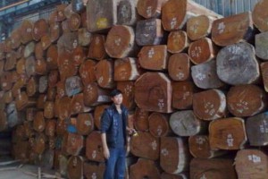 老挝政府严禁所有未经加工的木材出口！