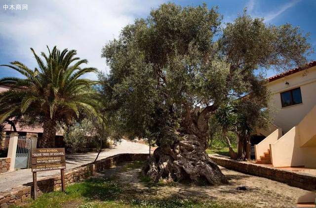 希腊橄榄树