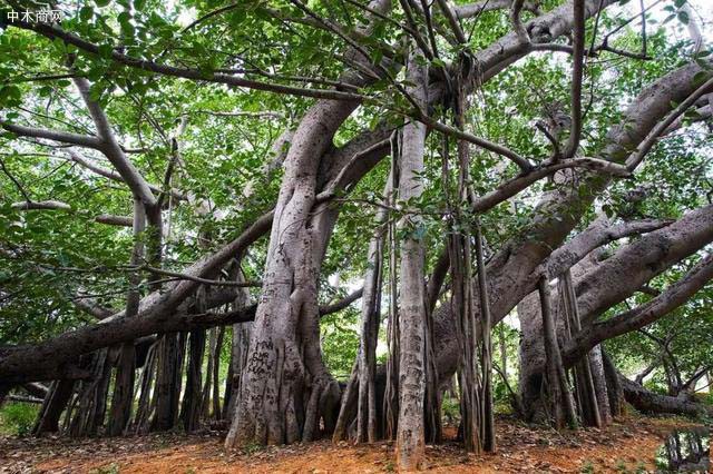 印度THIMMAMMA MARRIMANU榕树