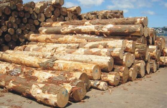 由于供应过剩，新西兰原木在中国的价格大幅下跌