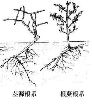 根蘖根系是指用植物根插形成独立植株