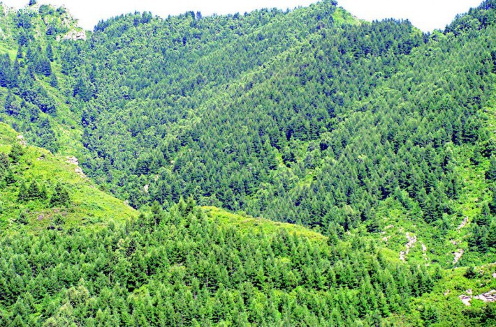 辽宁完成春季人工造林120万亩，封山育林68万亩