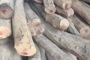 卢氏黑黄檀，35吨，货在福建，朋友急用钱，低价出手图2