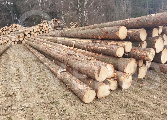 捷克1-5月超35万吨的木材出口中国