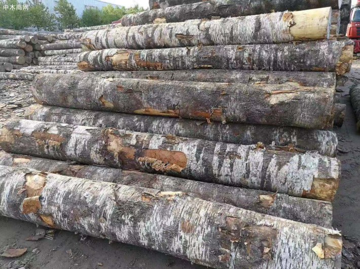俄罗斯将开放桦木原木出口配额