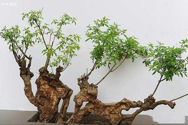 黄荆盆景现在大多是野外采桩