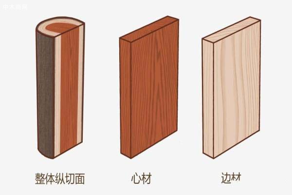 红松 木材形态特征