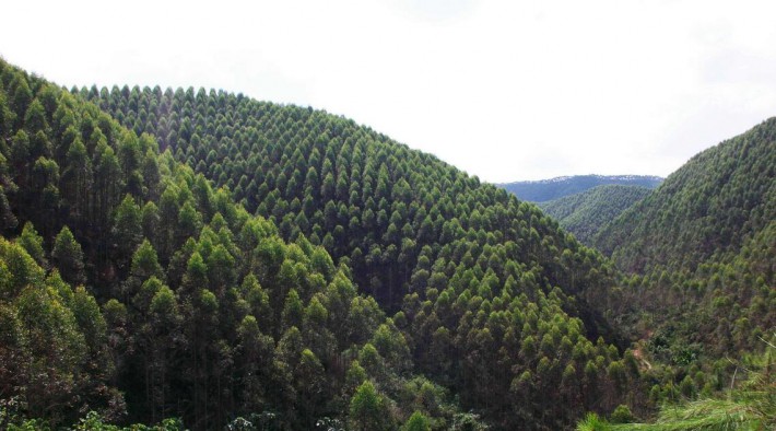 广西山多林多,穷山变青山,青山变金山,谁下足了硬功夫「广西木材资源」