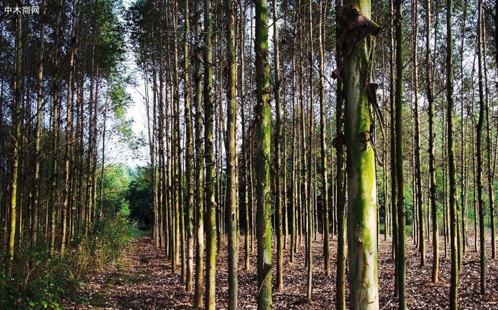 林业部门长期以来积极推广生态经济兼优树种