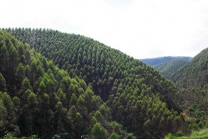 广西山多林多,穷山变青山,青山变金山,谁下足了硬功夫「广西木材资源」