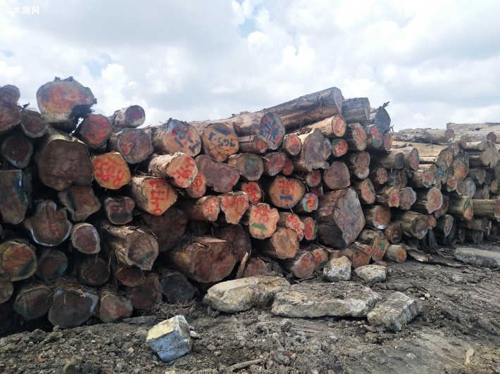 哥斯达黎加进口柏木原木厂家