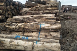 哥斯达黎加进口柏木原木批发